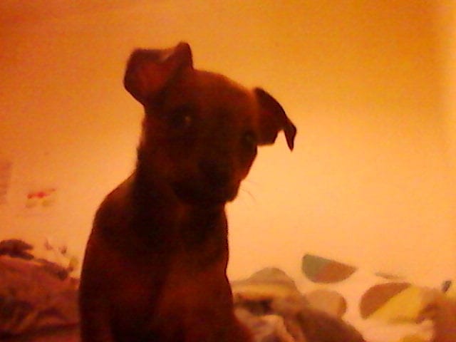 Quelle race est mon chien?