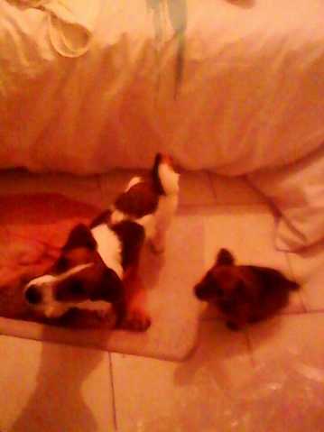 Quel est son type de poil ?