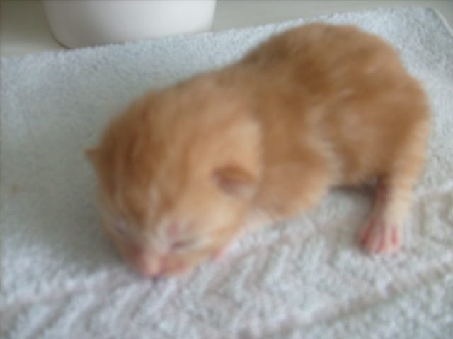 FLEUR a eu ses chatons