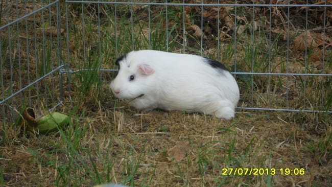 qui a le cochon d'inde le plus gros ? ^^