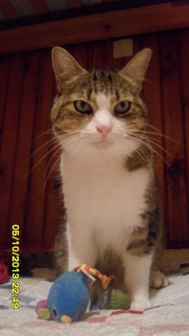 quel est le jouet préféré de votre chat ?