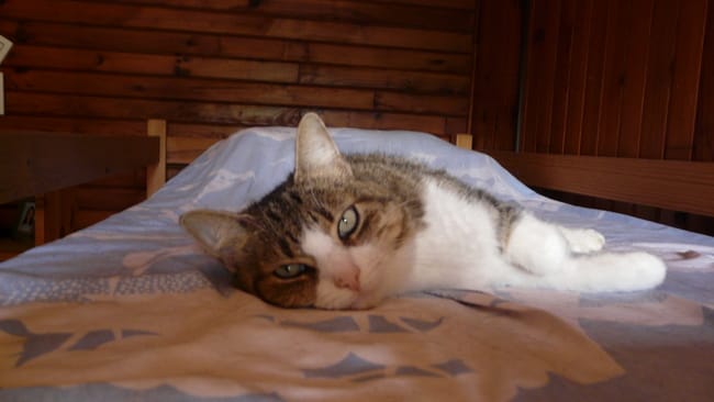 chat castré qui marque son territoire