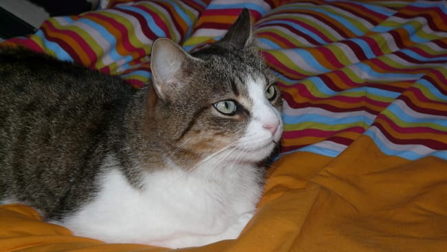 mon joli Léo nous a quitté aujourd'hui