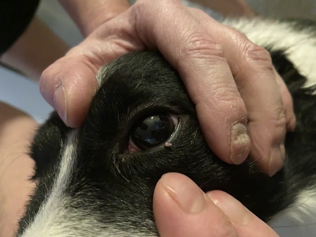 Petit bouton au bord de l’œil de mon chien.