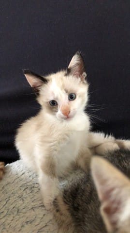 Mon chat commun a une couleur spéciale