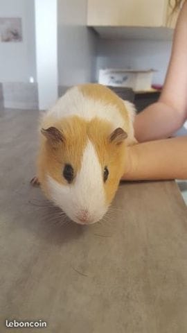 Quel compagnon pour un cochon d'inde mâle ?
