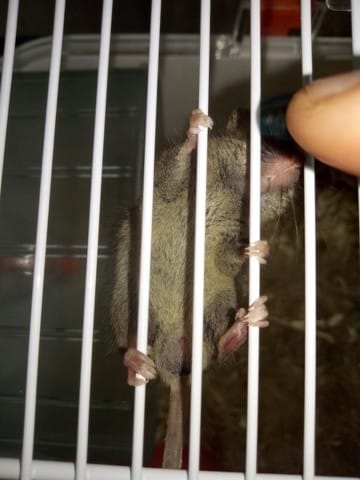 Sexage d'une souris sauvage