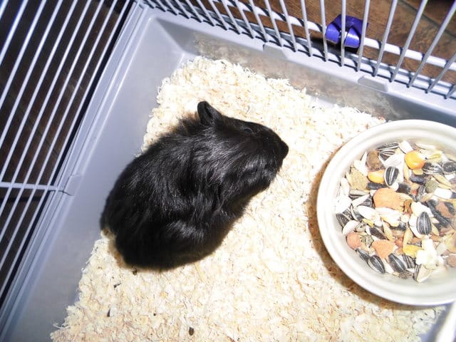 mon cochon d'inde saigne de son pénis