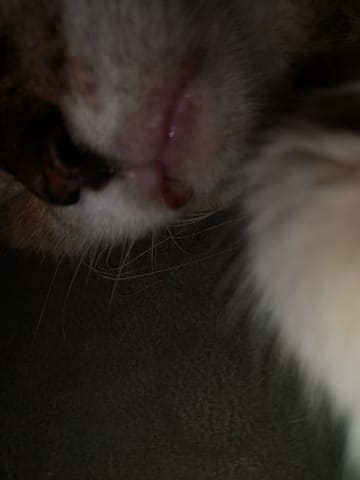 Mon chat a les lèvres rongés