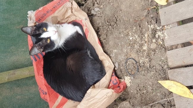 Déterminé la race de ma chatte