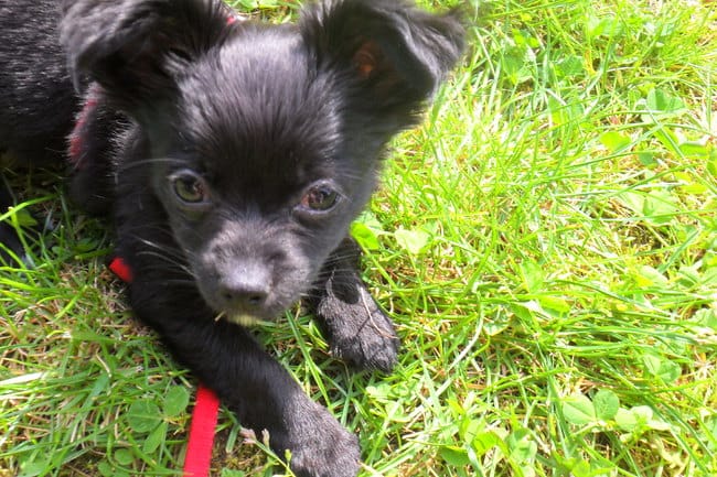 recherche petits ami(es), chihuahuas, pour parler de cette race formidable