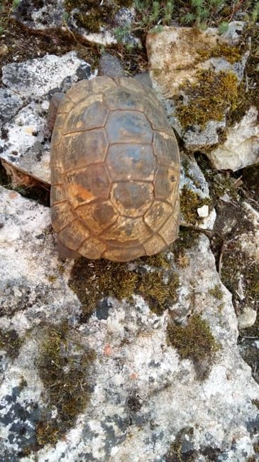 Âge tortue