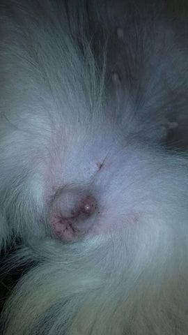 Au secours! Ma chien a un bouton/pu sur sa vulve!