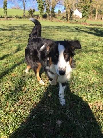 Mon chien est-il bien un Berger Australien ?