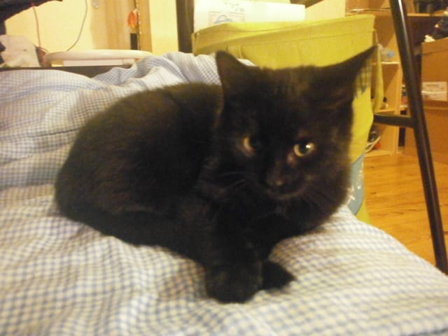 nouveau arrivant !!!