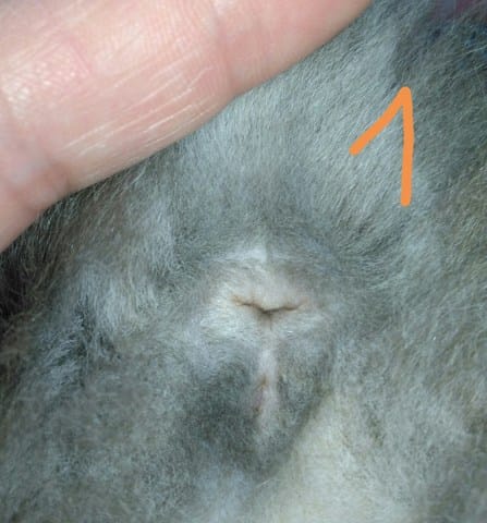besoin d'aide identifier sexe chatons