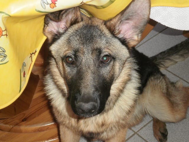 Ma chienne se met à aboyer sur les gens et les chiens méchamment