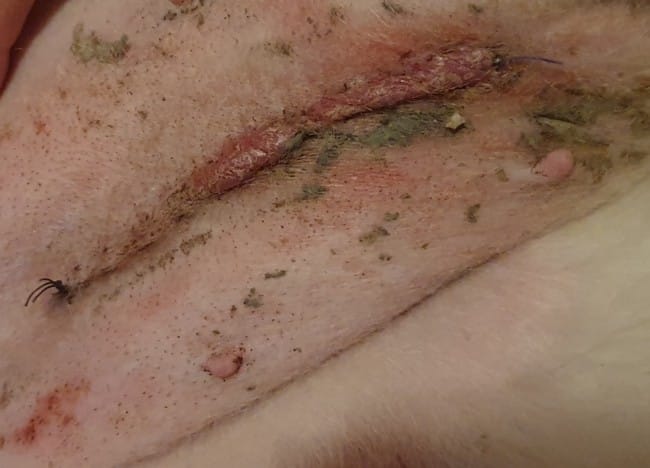 Cicatrice bizarre