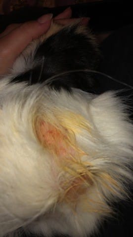 Croute sur cochon d’Inde. Avez-vous eu ce problème ?