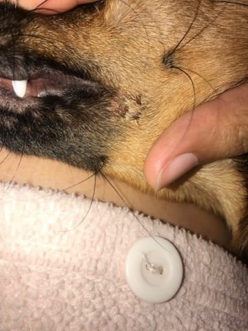 Croûte chien