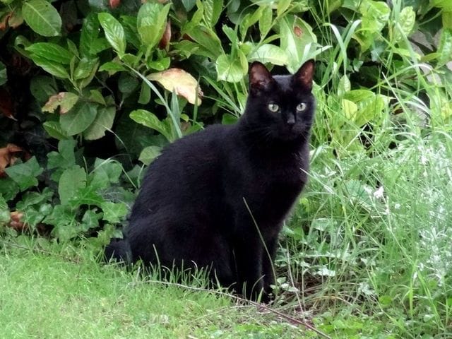 Amis des chats : faire connaissance en buvant un café sur Paris