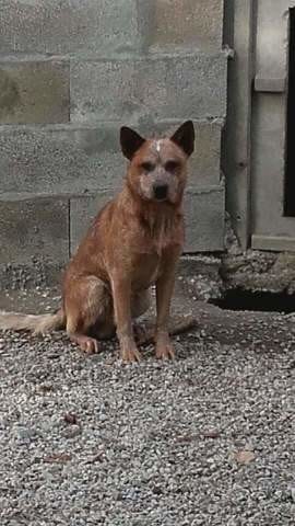 PERSHI, Bouvier Australien M, 1 an