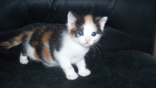 CANNELLE CHATTE TRICOLORE