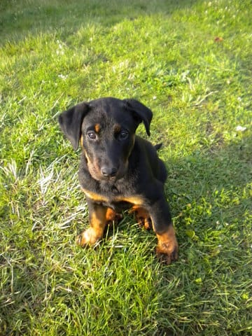Voici Hiris