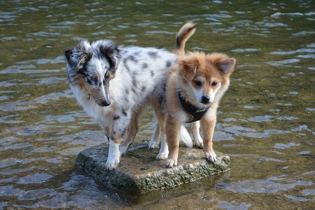 spitz ou pas ?!