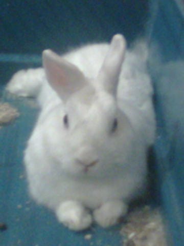 Une compagne pour mon lapin : impossible