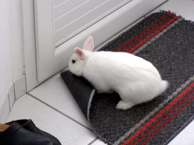 Adieu mon petit Galipette