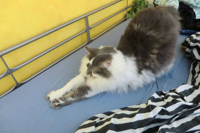 Mon chat a un problème d'équilibre et de sociabilité