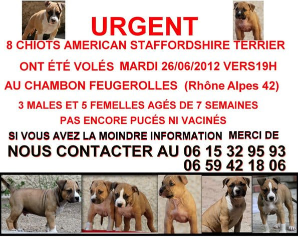 Alerte chiots volés Rhônes Alpes