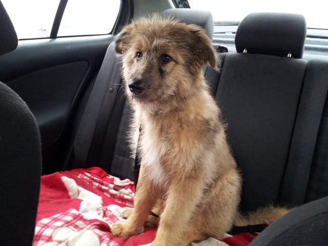 Comment sont vos chiens en voiture ?