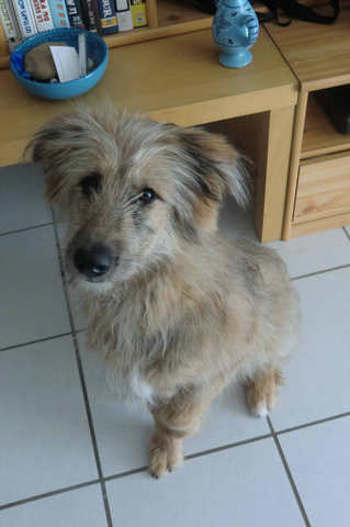 Helliot, 5 mois, 20kg, 51cm