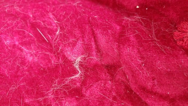 Mon chat perd des touffes de poils et se grattes beaucoup trop au coup que faire ?