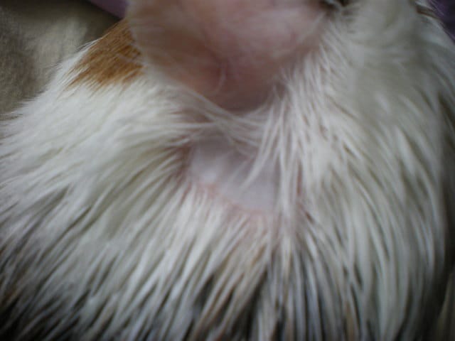 Mon cochon d'inde n'a plus de poils deriere les oreilles