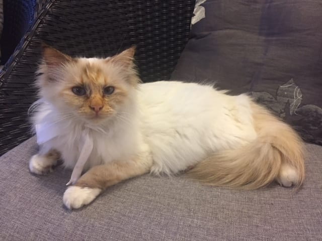 Est ce que ma chatte est gestante d après les photos??