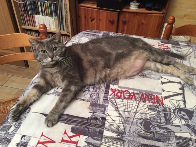 Où sont tes poils Kitty ?