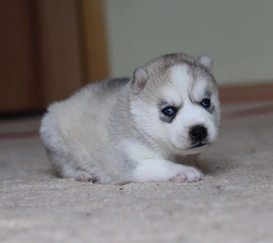 Voulez vous un Husky sibirien ?