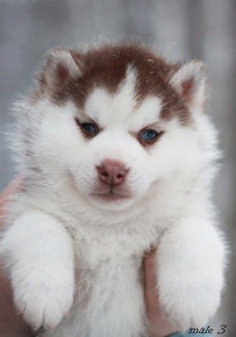 Husky sibirien ?