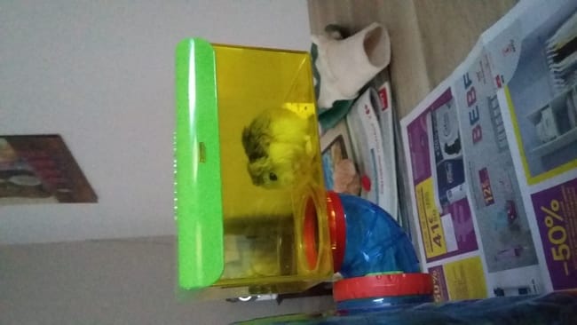 novice info sur hamster