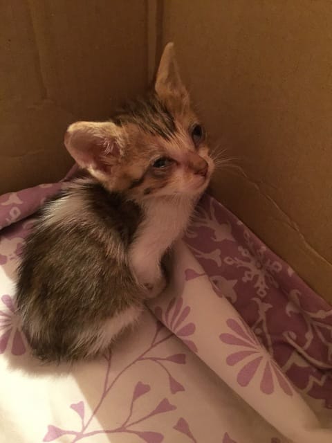 Chaton trouver, que faire ?