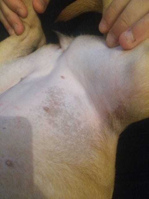 Problème de peau Staffie