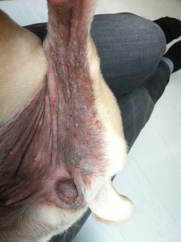 Help gros problèmes de peaux (parasites ?)