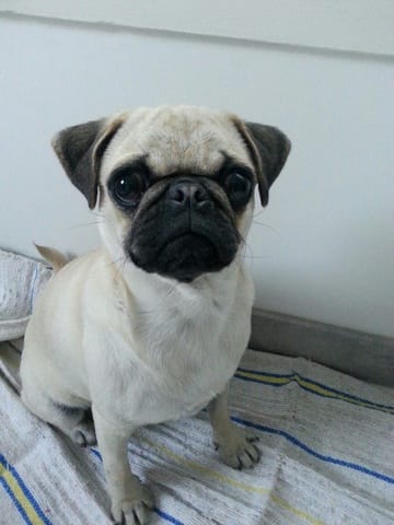 Recherche nounou pour petite carline dans le 95 - 93