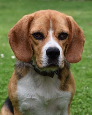 Cède Beagle