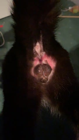 castration chat et arrière étrange non ???