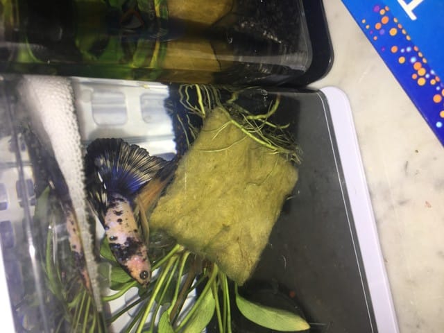 Poisson combattant bleu devient noir