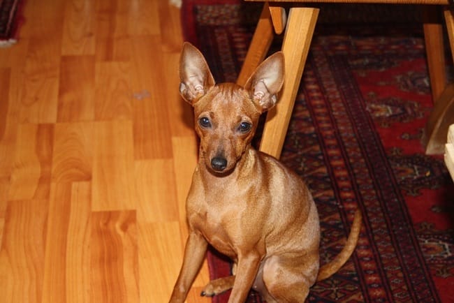 pinscher nain femelle à placer de suite SUISSE
